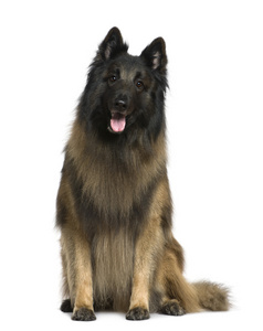 比利时牧羊犬，tervuren，4 岁，坐在白色背景前