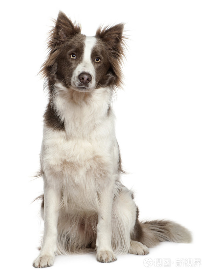 边境牧羊犬,1 岁,坐在白色背景前