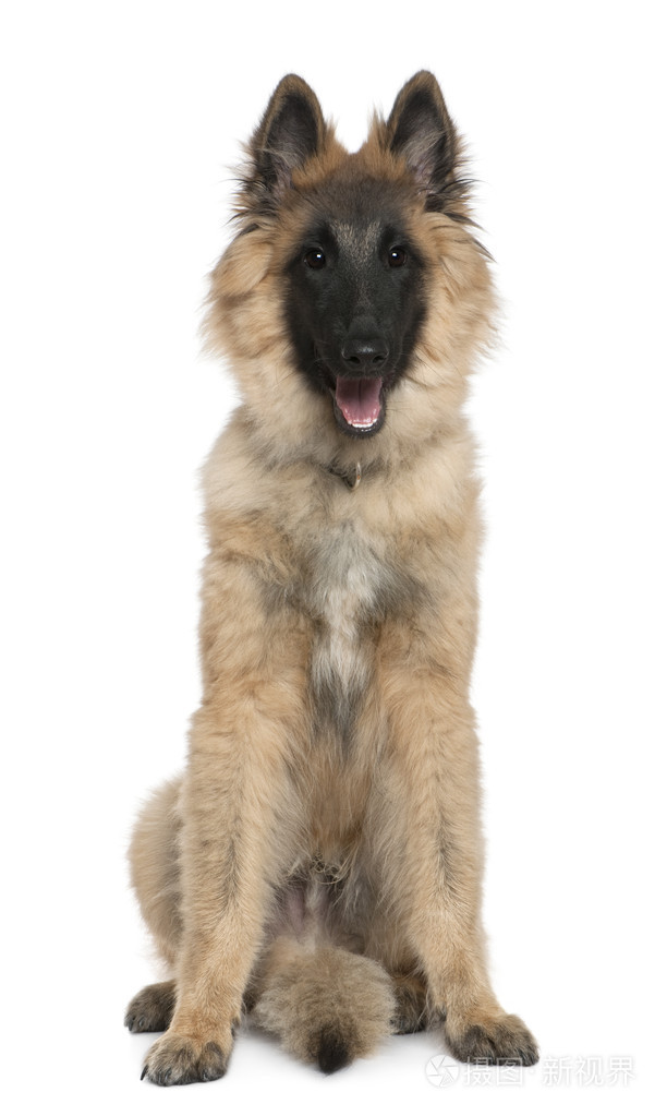 比利时牧羊犬，tervuren，5 个月大，坐在白色背景前