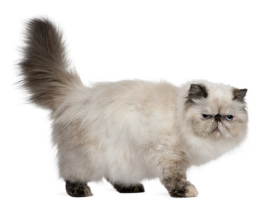 波斯语的猫，2 岁，站在前面的白色背景