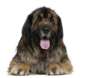 leonberger 狗，5 岁，在白色背景前