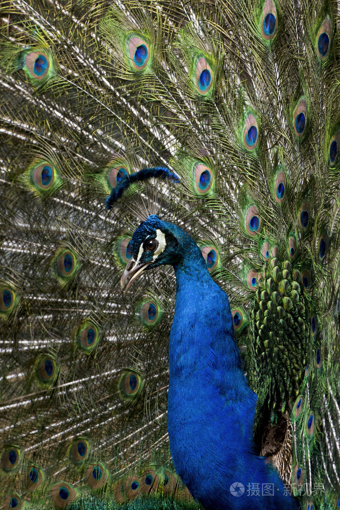 男性印度孔雀展示的尾巴羽毛的特写