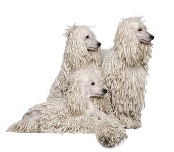 三个白色有线标准长卷毛狗在白色背景前