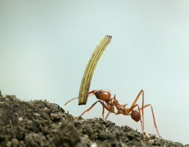 叶刀蚂蚁，acromyrmex octospinosus，在携带植物