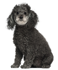 白色贵宾犬图片