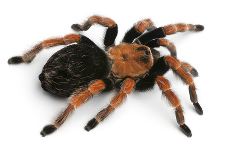 狼蛛蜘蛛，brachypelma boehmei，在白色背景前
