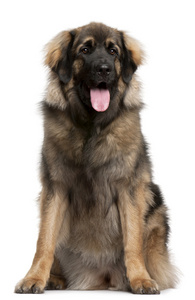 leonberger，11 个月大，坐在前面的白色背景