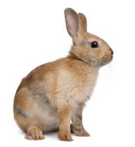 欧洲野兔 穴兔串孔 坐在前面的白色背景的肖像