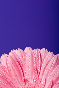 蓝色背景上的粉色非洲菊菊花花