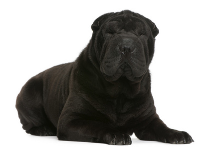 shar pei，1 岁躺在白色背景前