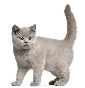 英国短毛猫小猫图片