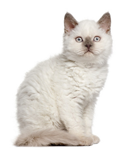 塞尔扣克雷克斯小猫，11 个月大，坐在前面的白色背景