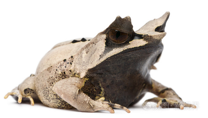 长鼻子的角的蛙角蟾属nasuta18个月大在白色背景前