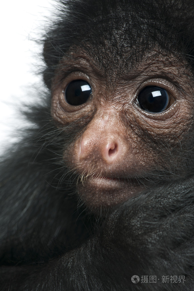 红脸蜘蛛猴atelespaniscus3个月大的挂在白色背景前的绳子