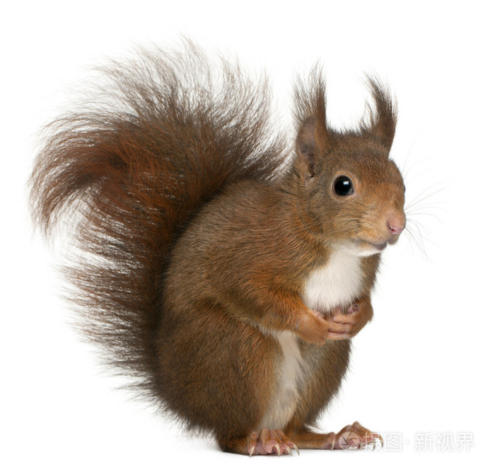 欧亚红松鼠,4 岁,在白色背景前 vulgaris