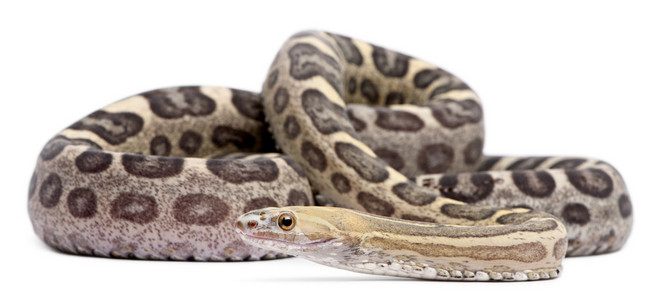 pantherophis guttatus，在白色背景前无鳞玉米蛇