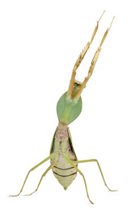 女性带状的花螳螂或亚洲拳击手螳螂，theopropus 线虫，在白色背景前