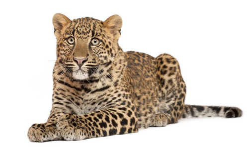  pardus panthera, 6 ,     