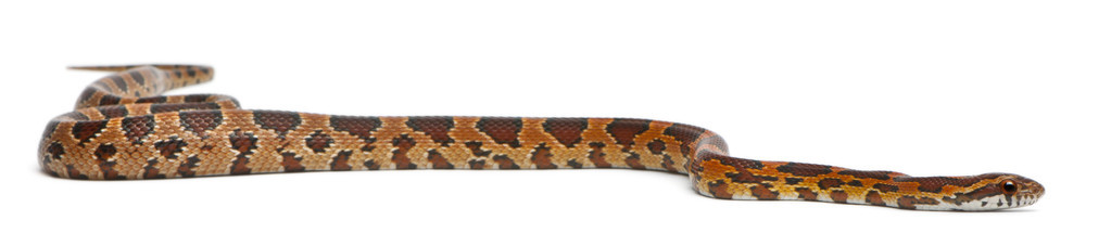 pantherophis guttatus，在白色背景前无鳞玉米蛇