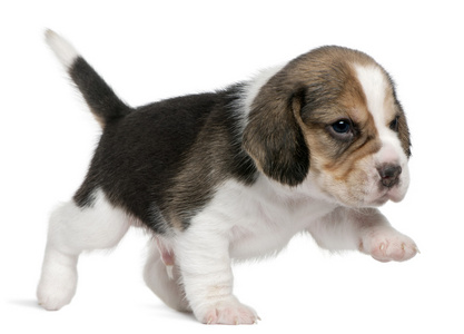 小猎犬的小狗，1 个月大，行走在白色背景前