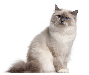 9 个月大，在白色背景前 birman 猫