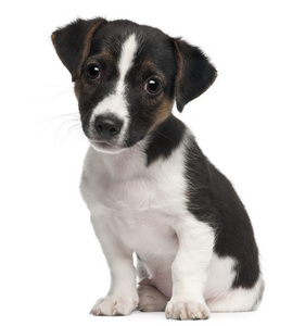 杰克罗素梗幼犬,2 个月大,坐在白色背景前照片