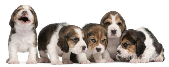 比格犬幼犬 4 周龄 坐在白色背景前行中的组照片 正版商用图片19micu 摄图新视界