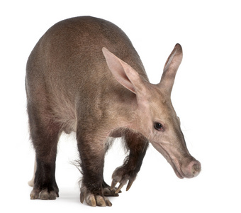 aardvark，orycteropus，16 岁，在白色背景前