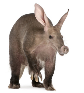 aardvark，orycteropus，16 岁，在白色背景前