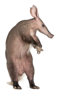 aardvark，orycteropus，16 岁，在白色背景前