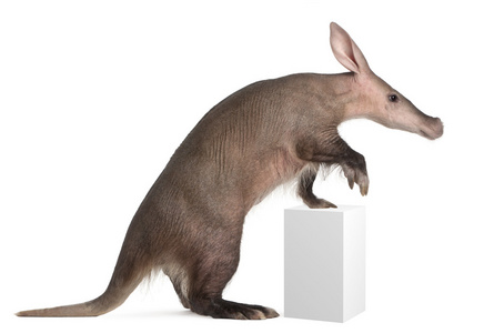 aardvark，orycteropus，16 岁，站在白色背景前