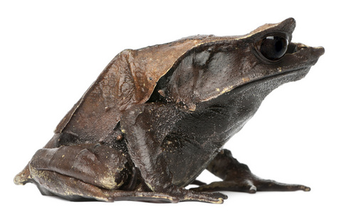 背景前长鼻子的角的蛙角蟾属 nasuta,在白色背景前长鼻子的角蛙角蟾