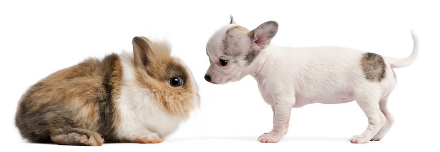 吉娃娃小狗，10 周老和兔在白色背景前