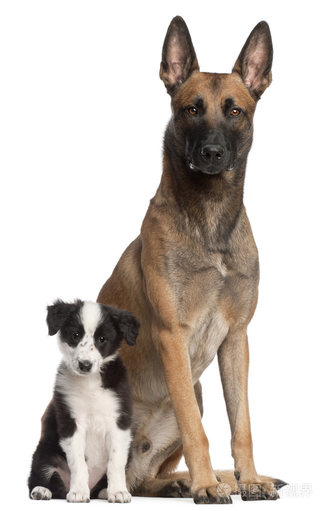 ボーダーコリーの子犬は 3 か月古い照片 正版商用图片19mipz 摄图新视界 ボーダーコリーの子犬は 3 か月古い照片 正版商用图片19mipz 摄图新视界
