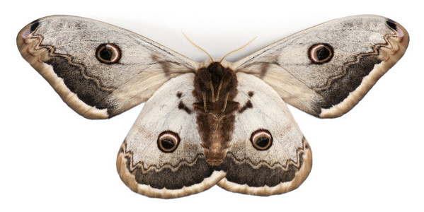 巨型昆虫最大的欧洲蛾, 巨型孔雀蛾, saturnia 梨,在白色背景前照片