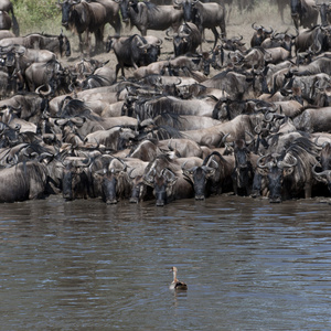 牛羚在塞伦盖蒂国家公园，坦桑尼亚，非洲