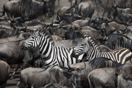 羚羊和斑马在塞伦盖蒂国家公园，坦桑尼亚，非洲