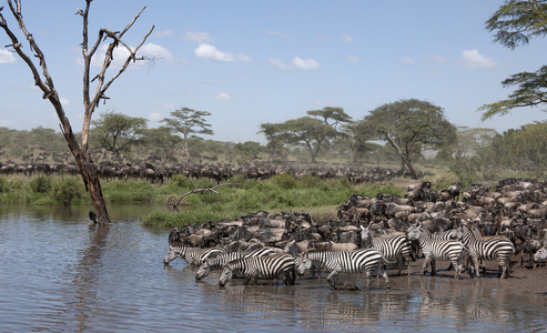 斑马和羚羊在塞伦盖蒂国家公园，坦桑尼亚，非洲