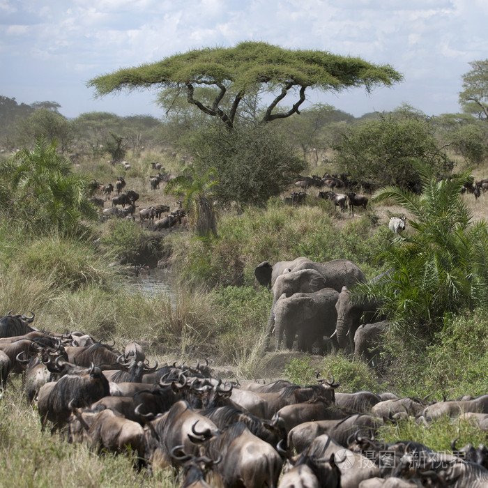 大象和牛羚在塞伦盖蒂国家公园，坦桑尼亚，非洲