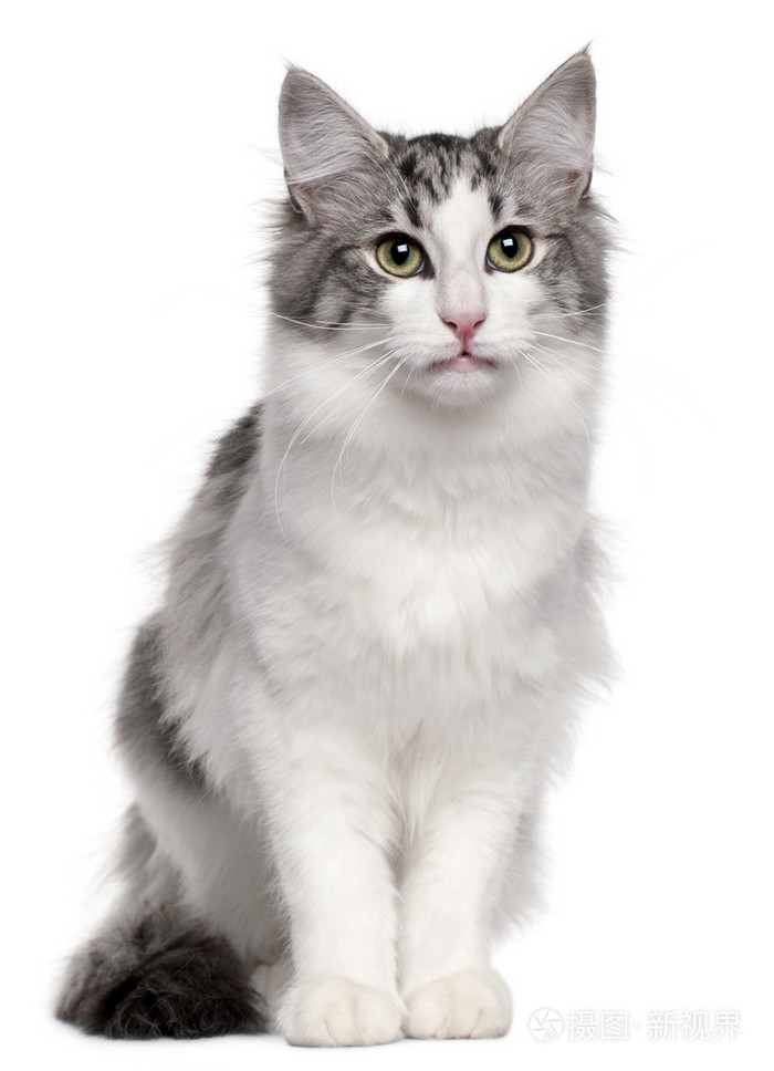 挪威森林猫 5 个月大,坐在前面的白色背景