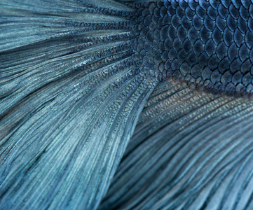 蓝色暹罗斗鱼，拥芨特写