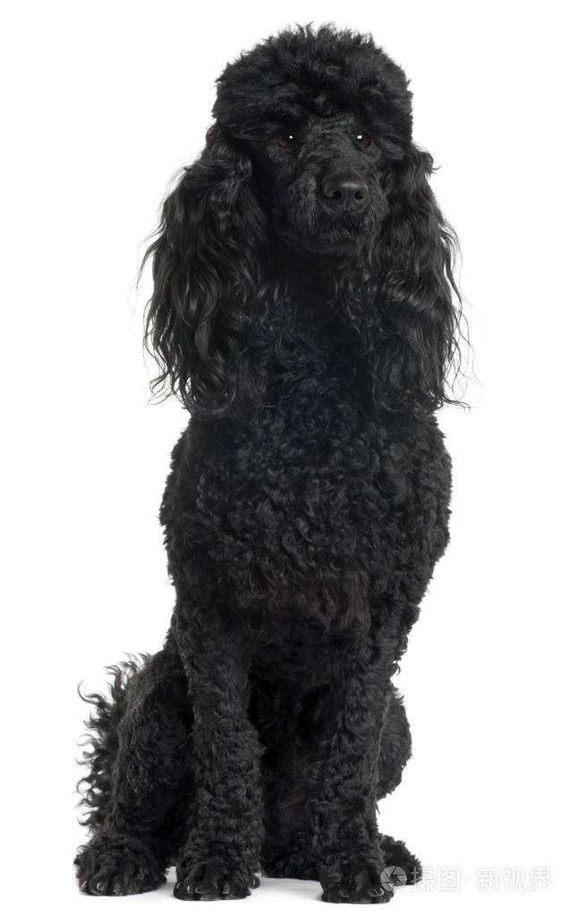 狮子狗18个月大坐在前面的白色背景