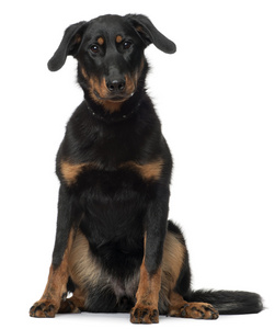 beauceron，7 个月大，坐在前面的白色背景