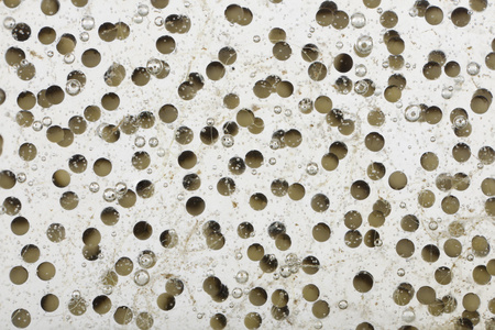 常见的青蛙,林蛙中国鸡蛋,在白色背景前照片