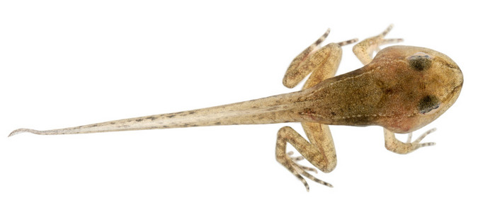 普通的青蛙，林蛙中国蝌蚪用所有的腿，老的在白色背景前的 12 周