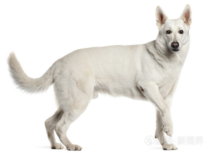 白色瑞士牧羊犬 4 岁 站在白色背景前照片 正版商用图片19mjh4 摄图新视界