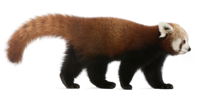 年轻的红色熊猫或闪亮的猫，7 个月大，在白色背景前小熊猫