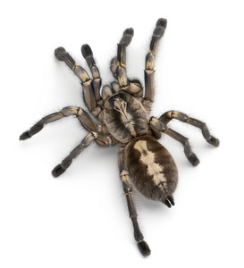 狼蛛蜘蛛，poecilotheria metallica