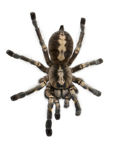 狼蛛蜘蛛，poecilotheria metallica