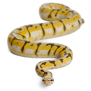 女性 killerbee 皇家 python，球蟒蛇，蟒蛇丽君，1 岁，在白色背景前